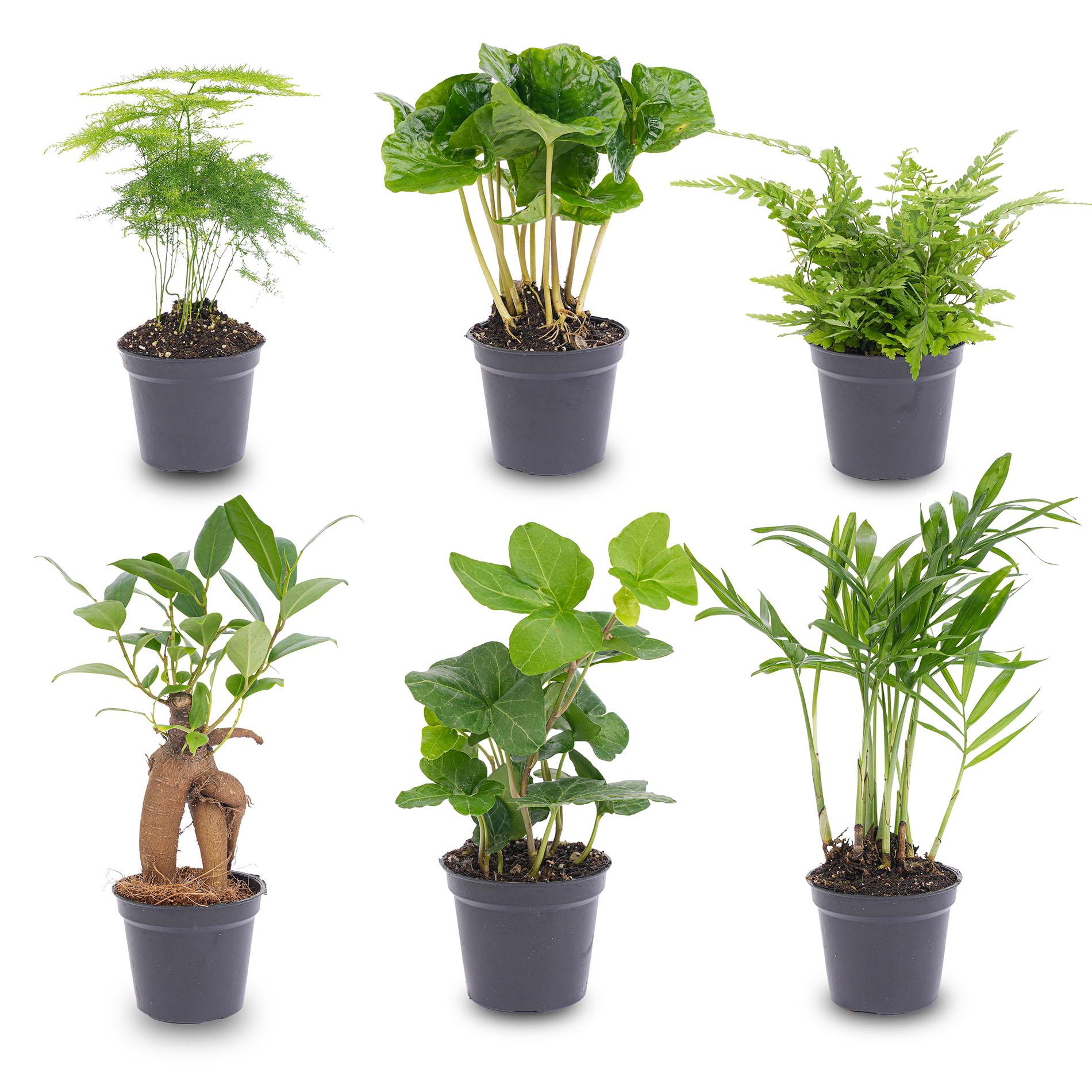 Planten Set - 6 Groene Planten