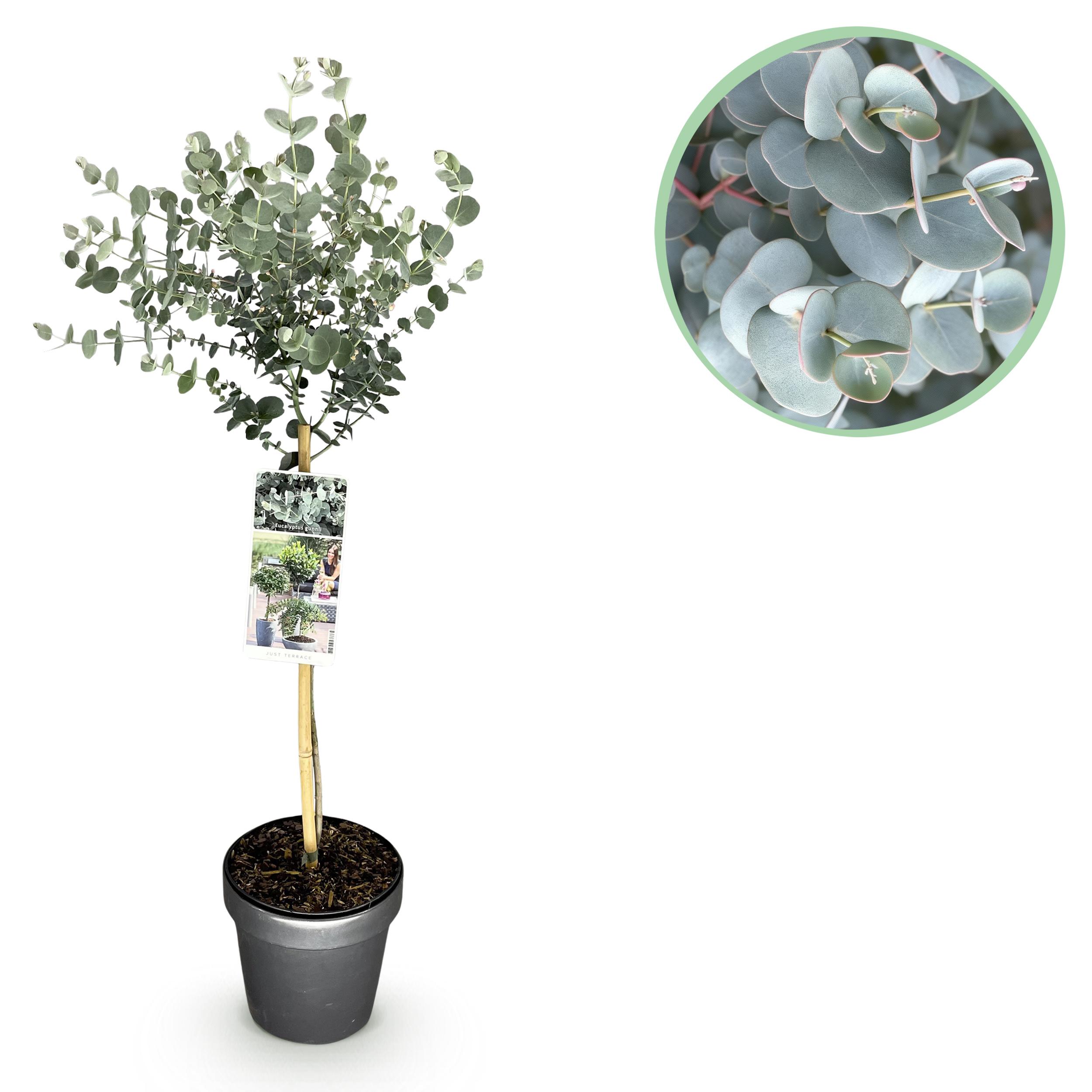 Eucalyptus Gunni Azure - Bladhoudend & Winterhard -Pot 19Cm Hoogte 90Cm