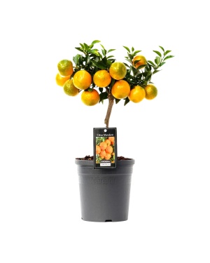 Citrus Mandarin Ø16Cm - ↕45Cm