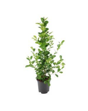 Ficus Microcarpa Moclame - Ø21Cm - ↕95Cm