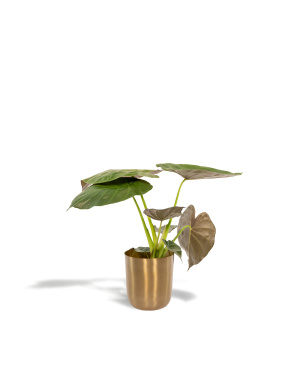 Alocasia Wentii M + Pot Mayk Gold