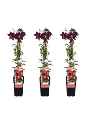 3X - Clematis Niobe