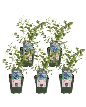 5X - Blauwe Bes Vaccinium Corymbosum 'Reka'