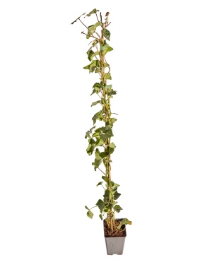 50 stuks - Hedera Hibernica Gestokt - ↨100-125Cm