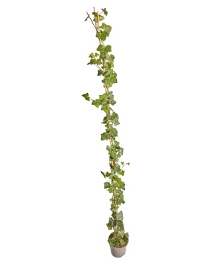 50 stuks - Hedera Hibernica Gestokt - ↨150-175Cm
