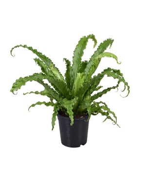 Asplenium Antiquum Osaka - Ø17Cm - ↕45Cm