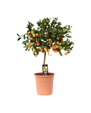 Citrus Calamondin - Ø22Cm - ↕80Cm
