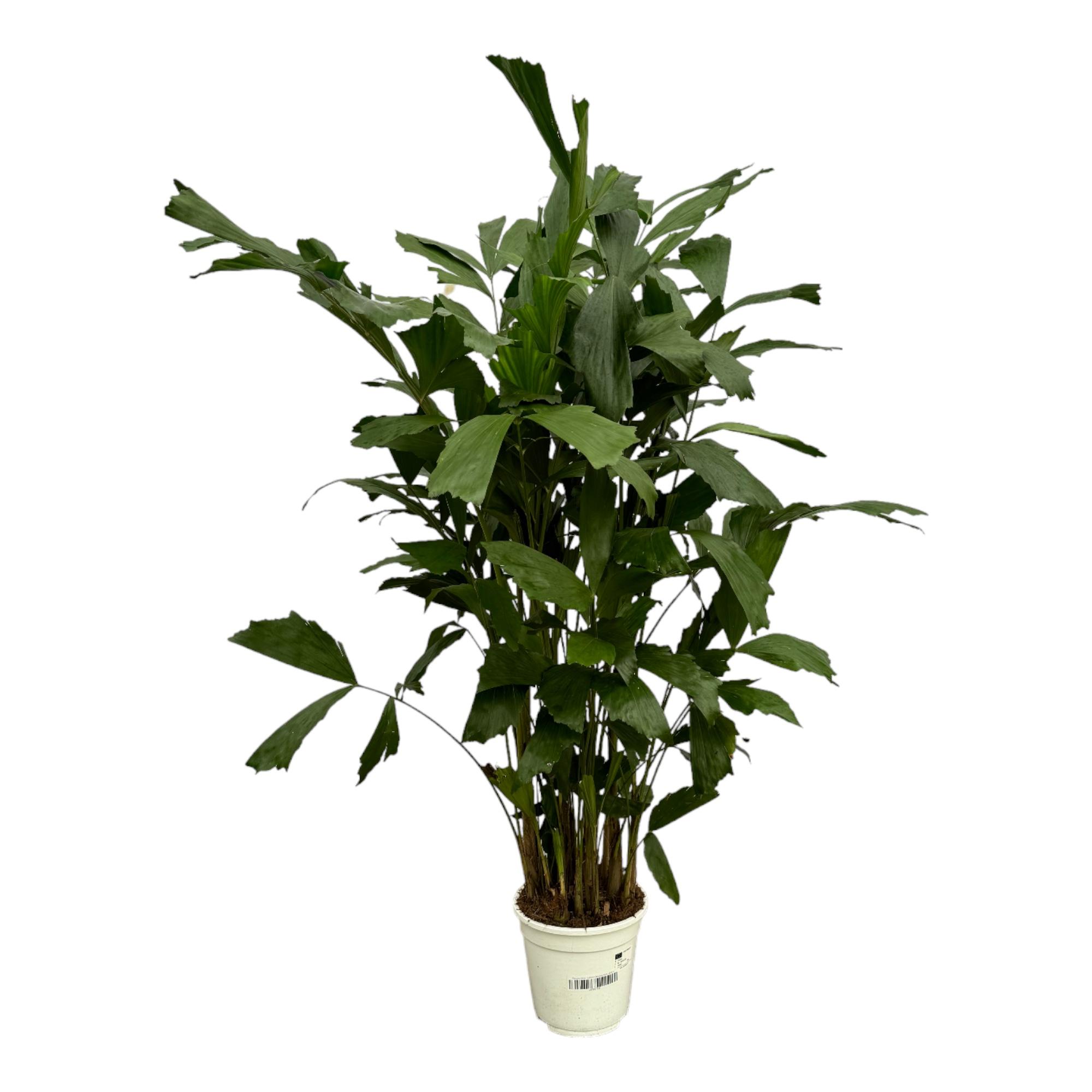 Caryota Mitis 20 cm