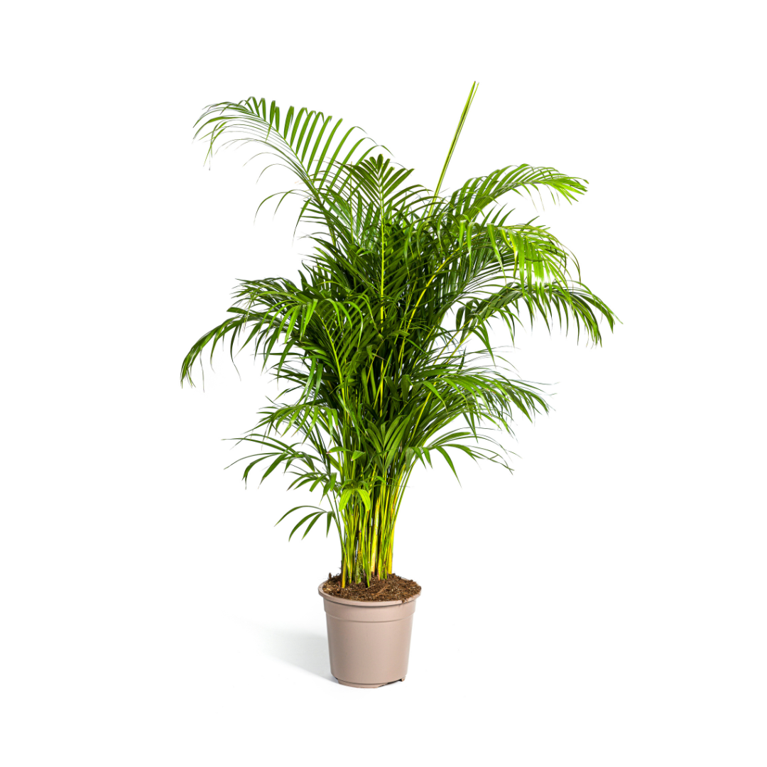 Dypsis Lutescens Areca Goudpalm 160cm