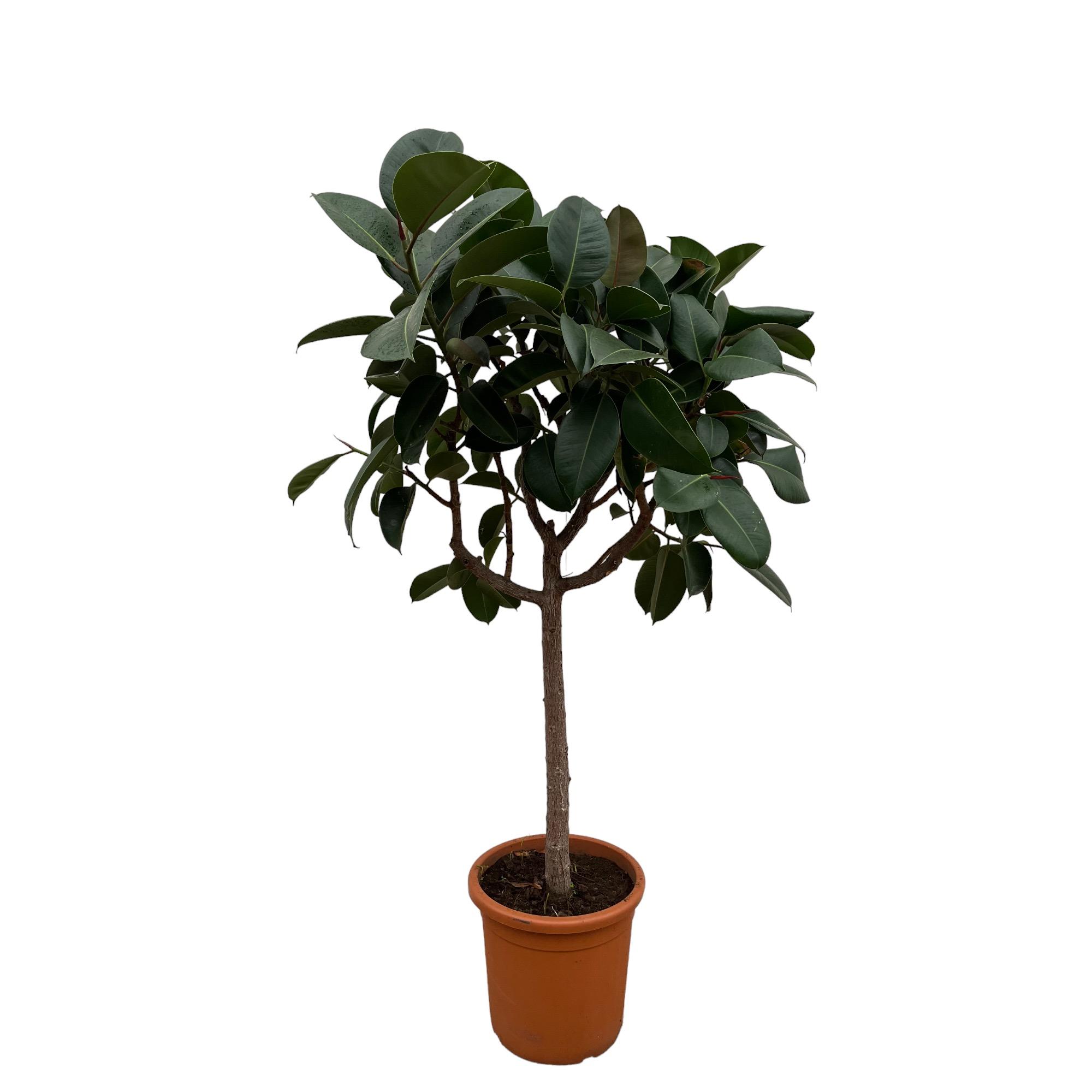 Ficus Elastica Robusta 180