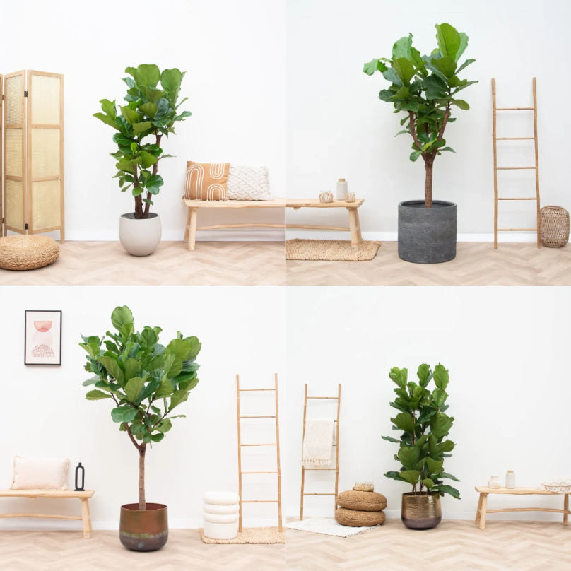 Ficus lyrata