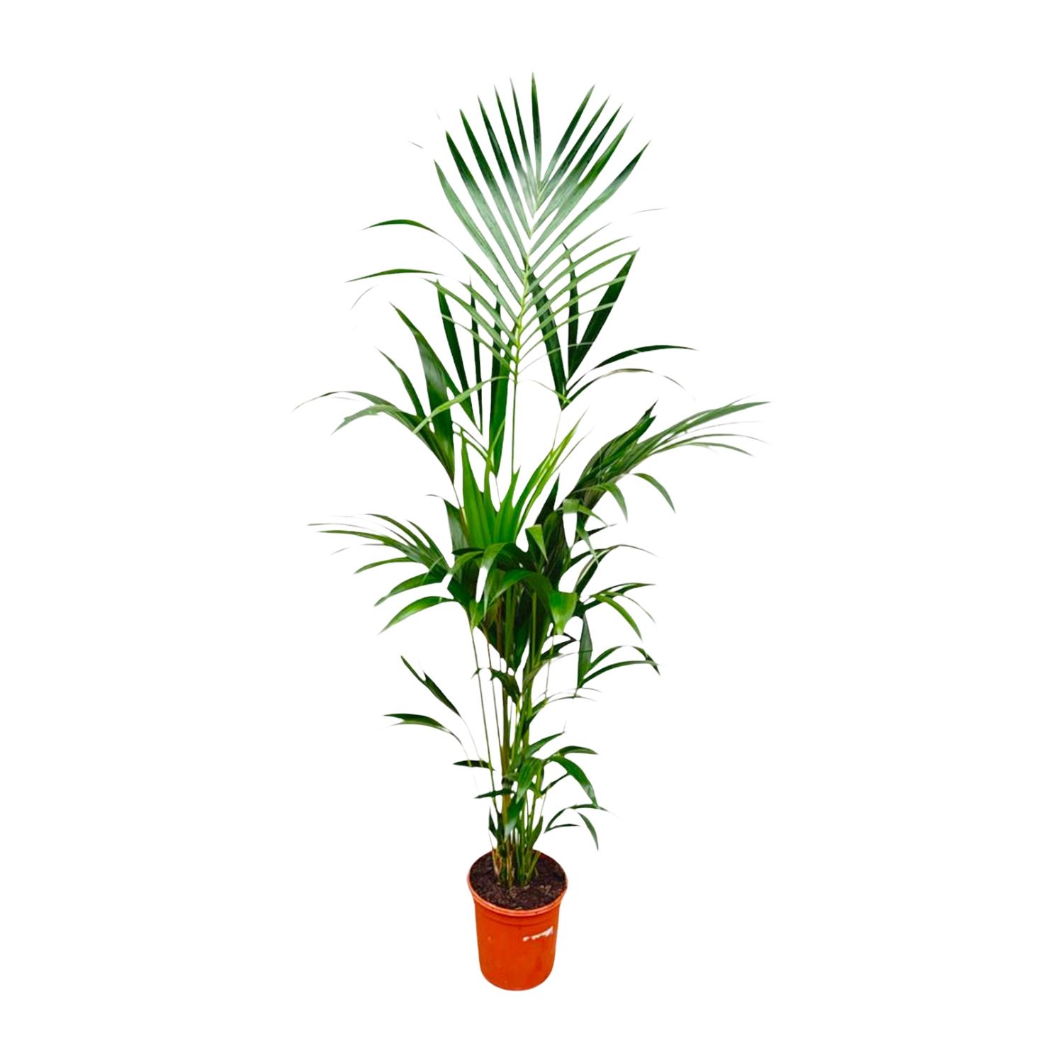 kentia palm 180 cm