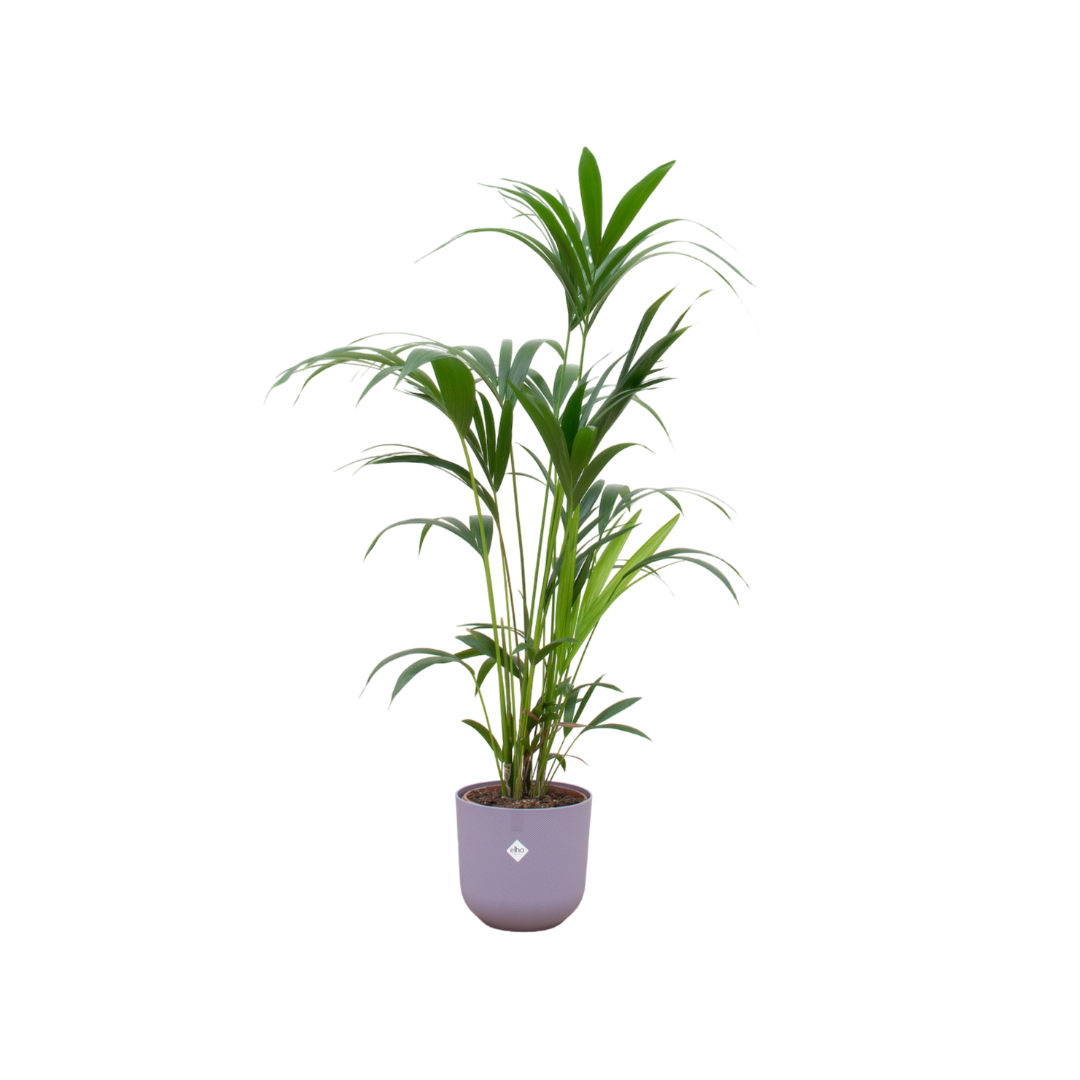 Kentia Palm paarse plantenpot 160cm