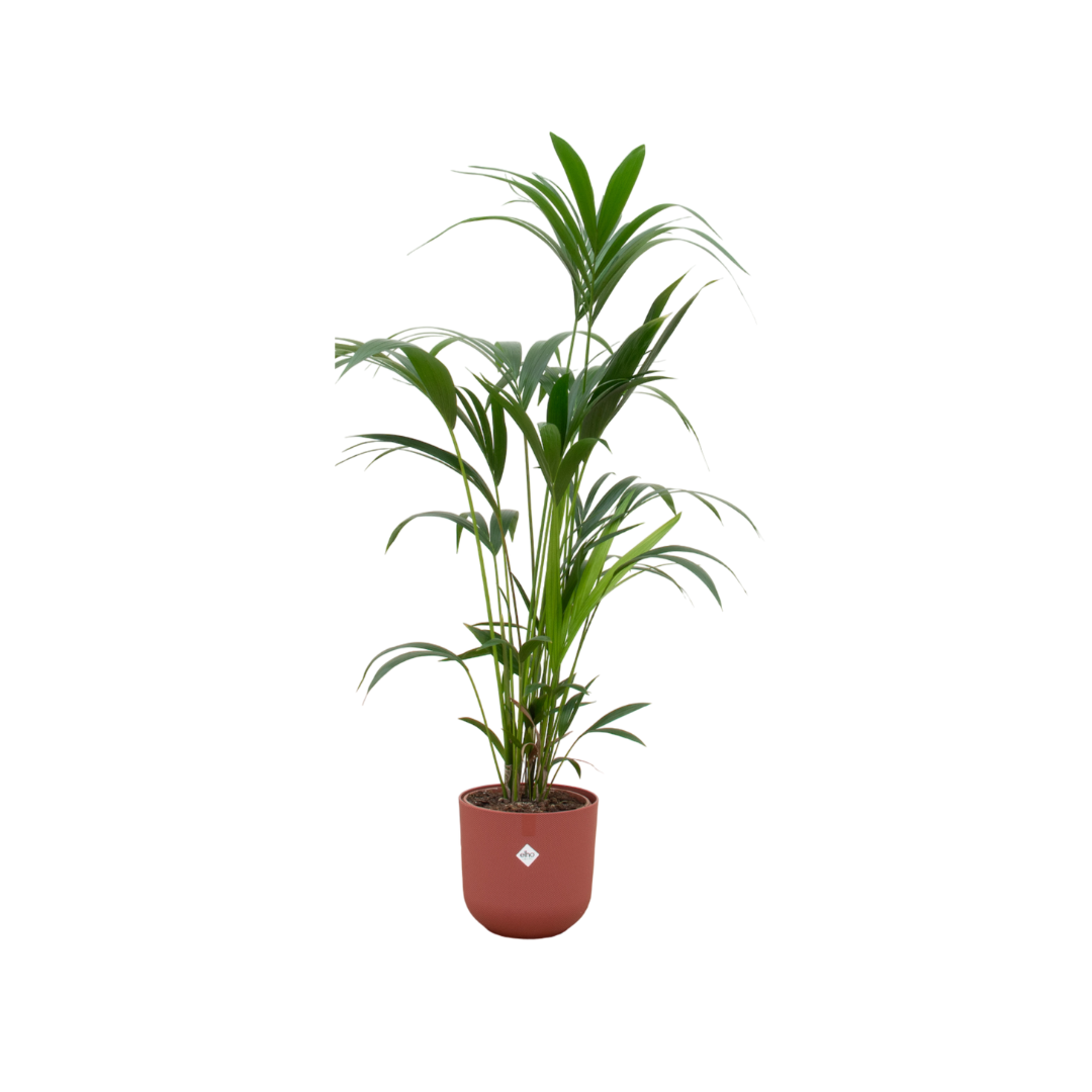 Kentia Palm rode plantenpot 160cm