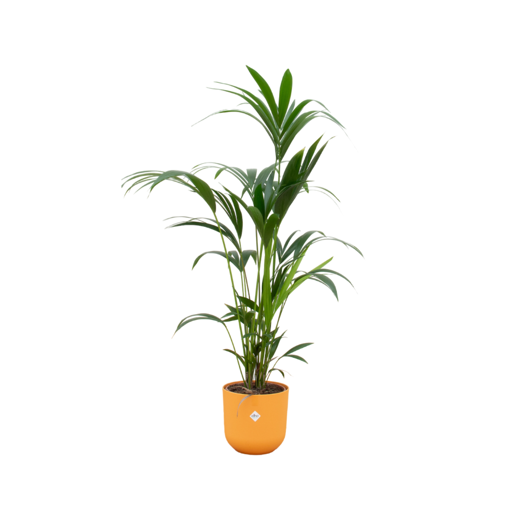 Kentia palm met gele plantenpot 160 cm