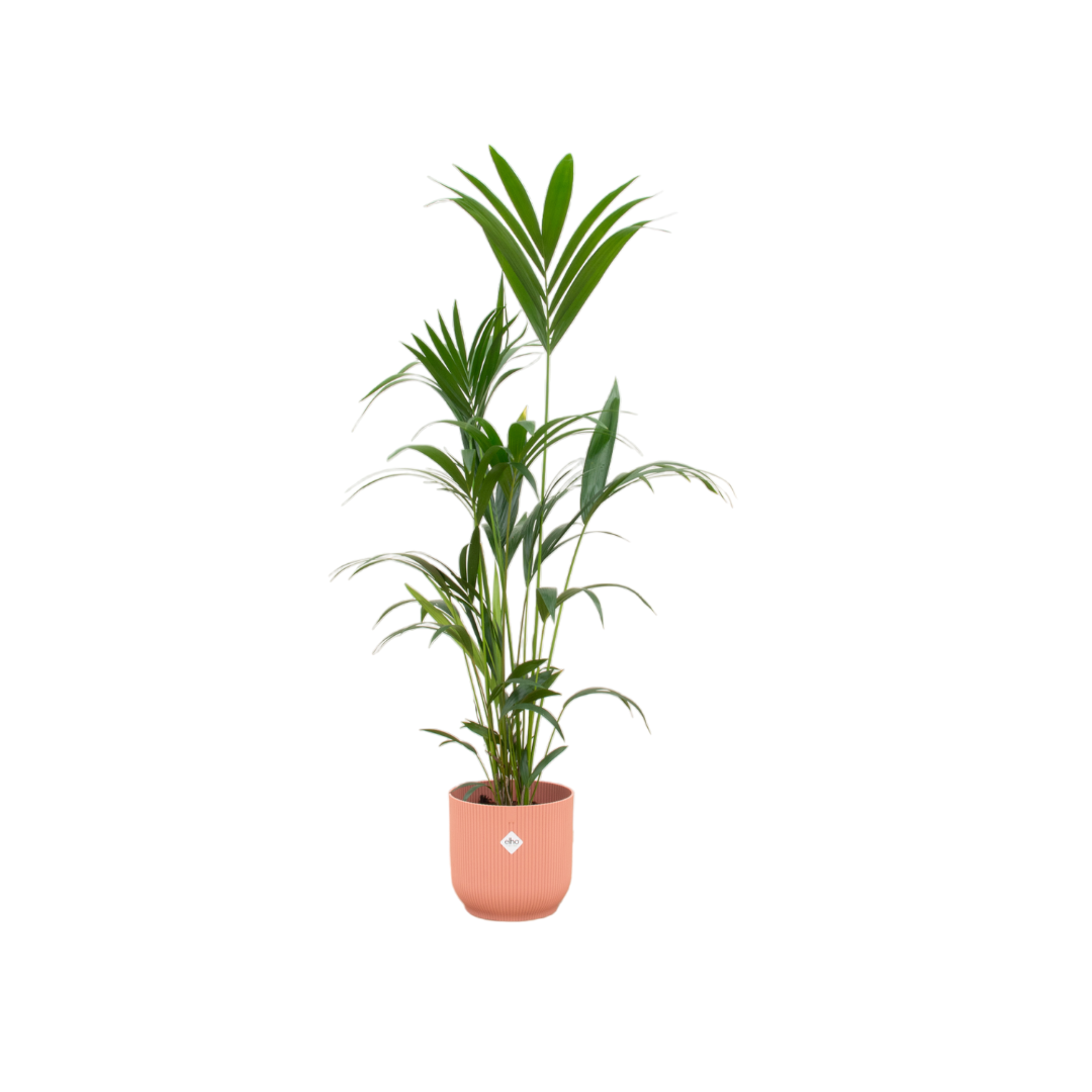 Kentia palm met roze plantenpot 160cm