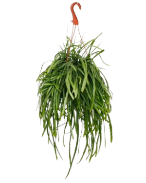 Lepismium Bolivianum