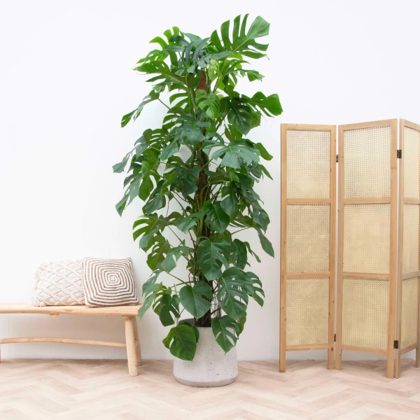 Monstera deliciosa gatenplant