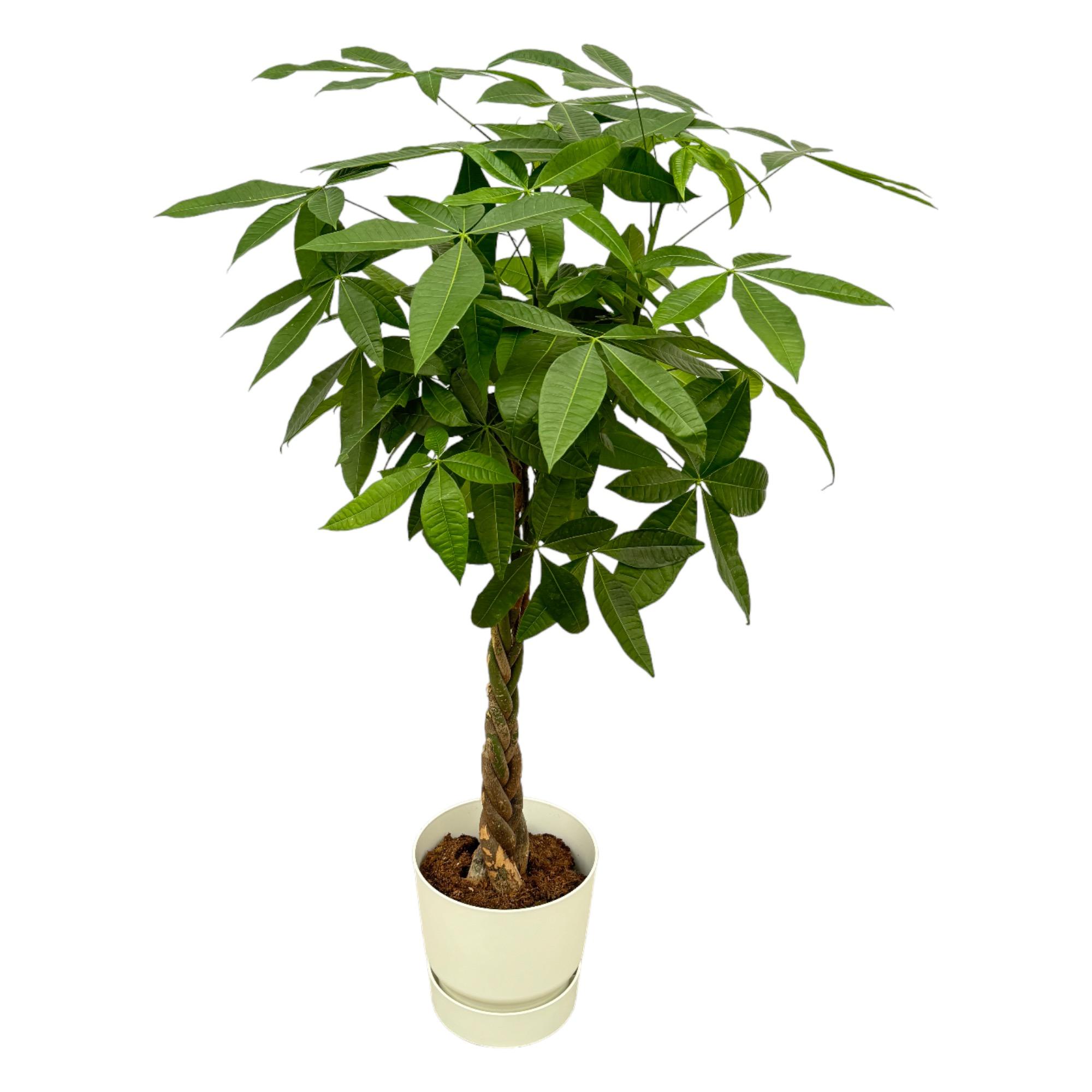 Pachira Aquatica kamerplant 160cm