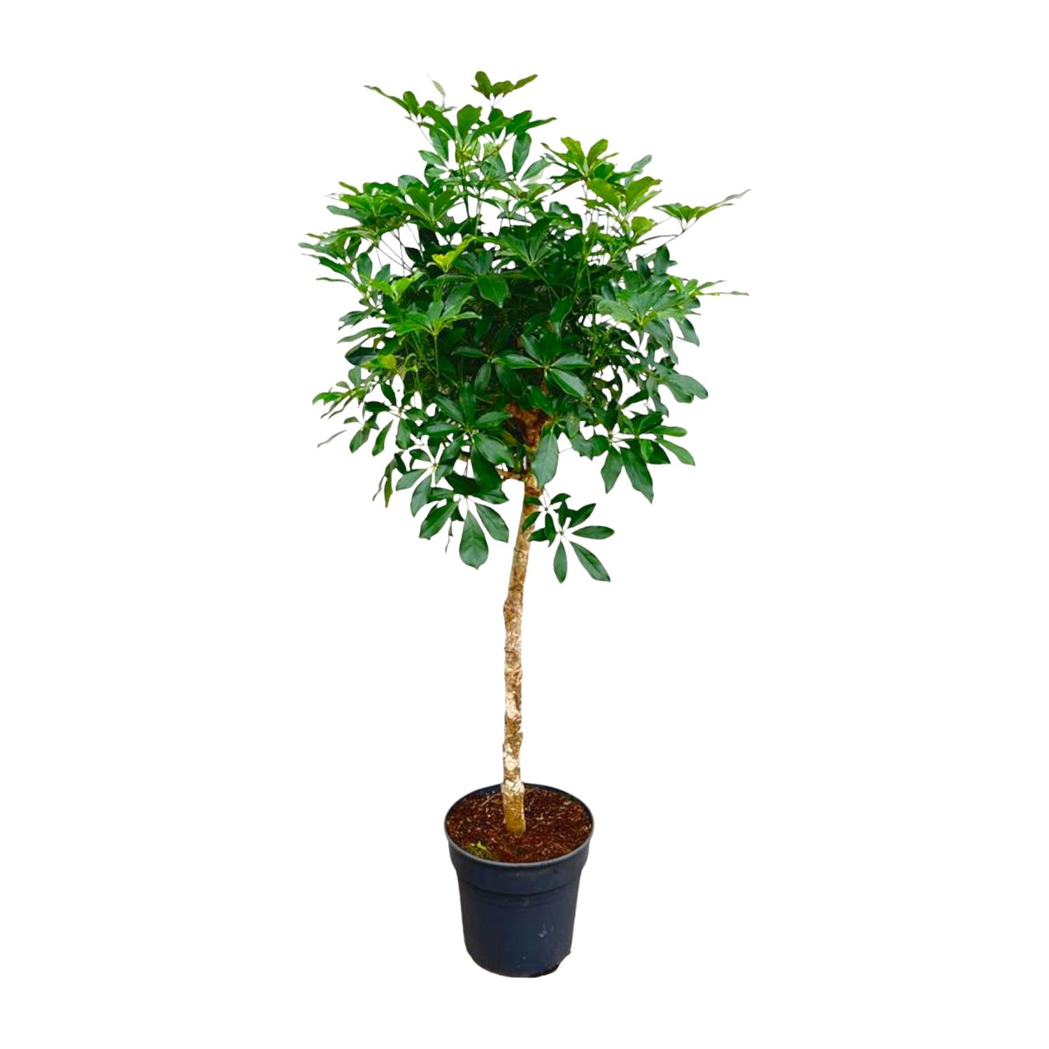 Schefflera op stam 180cm