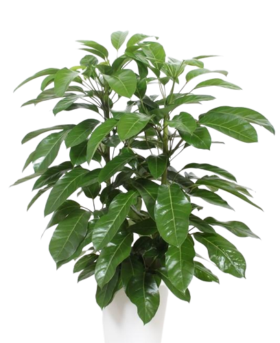 Schefflera_Actinophylla Schefflera Actinophylla in witte pot