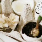 eierschaal met plantjes