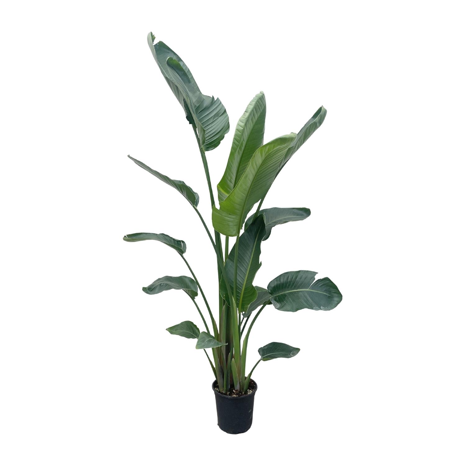 Strelitiza Nicolai witte achtergrond 200cm