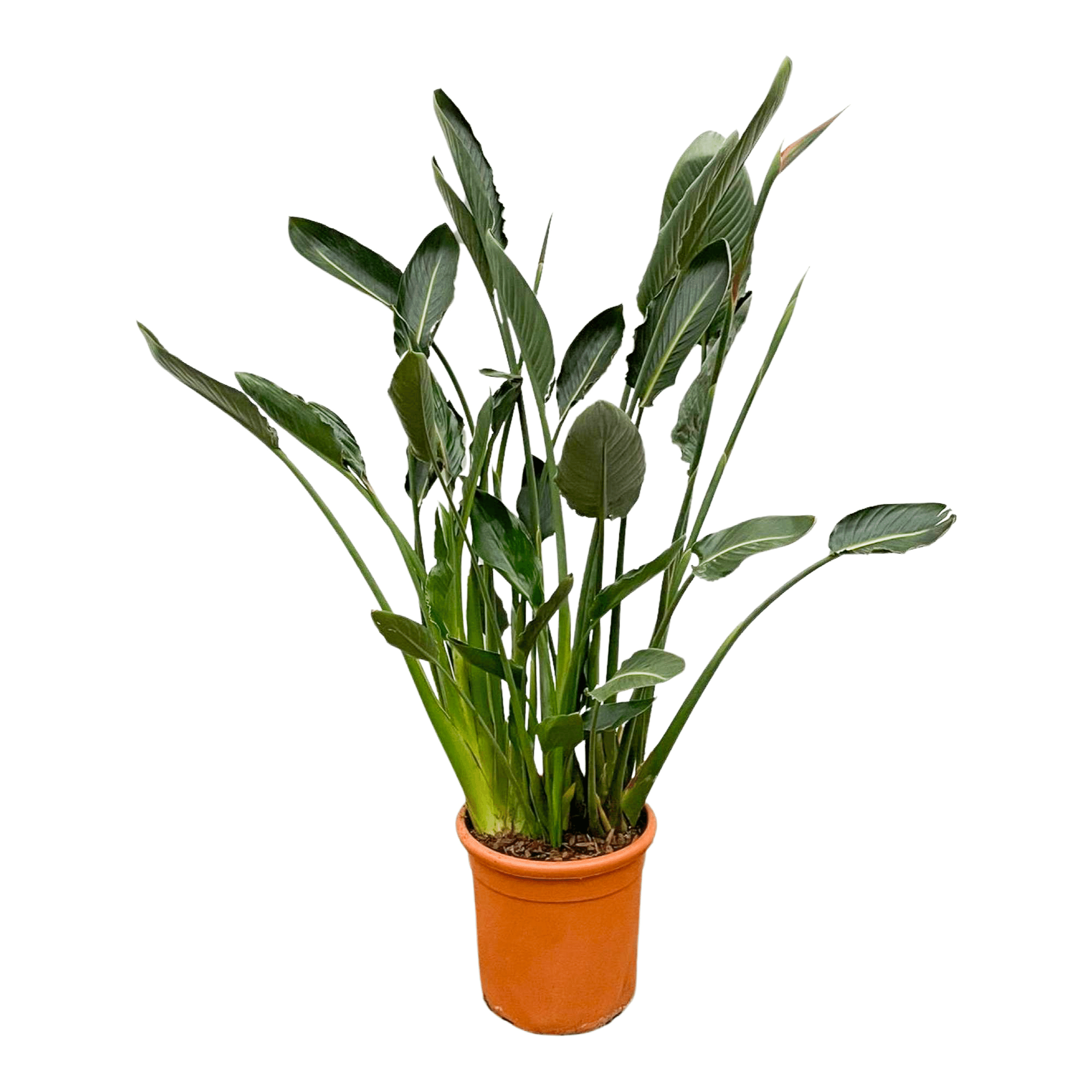 Strelitzia Reginae 160cm