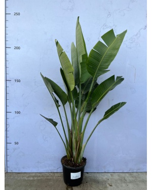 strelitzia augusta deluxe 250 cm
