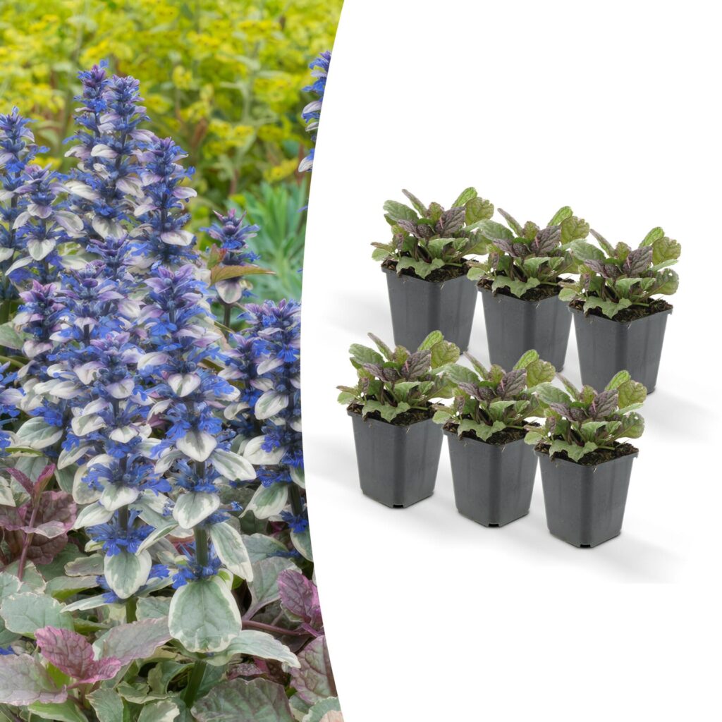 Herfstbloeiers. De mooiste planten met bloemen in het najaar 4 ajuga reptans
