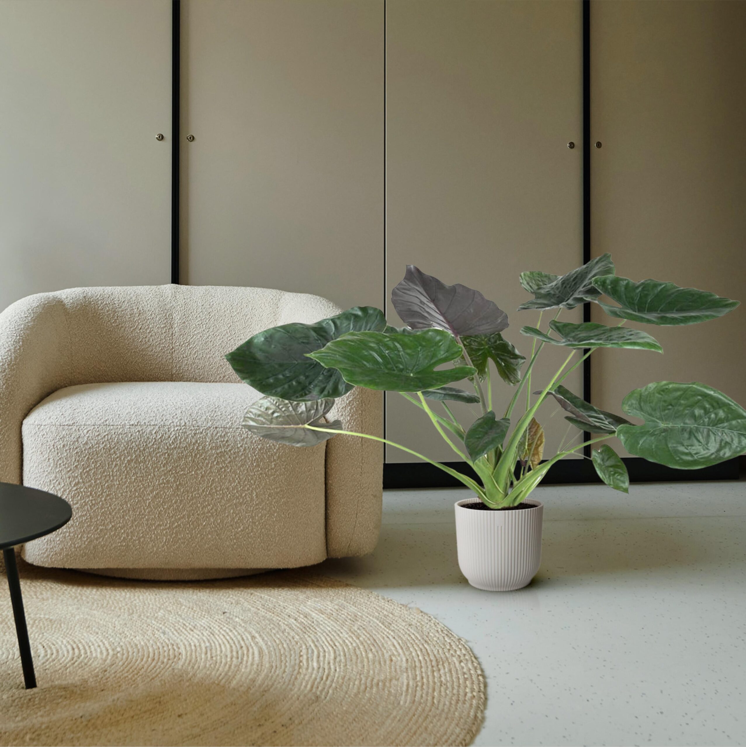 alocasia wentii 120 cm