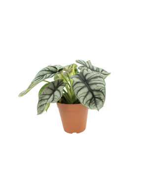 alocasia silver dragon
