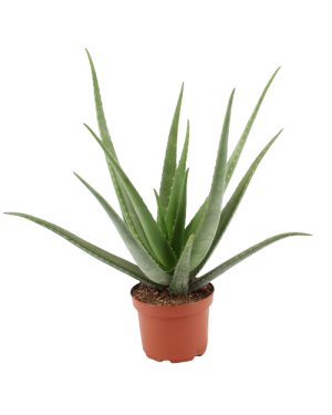 aloe_vera