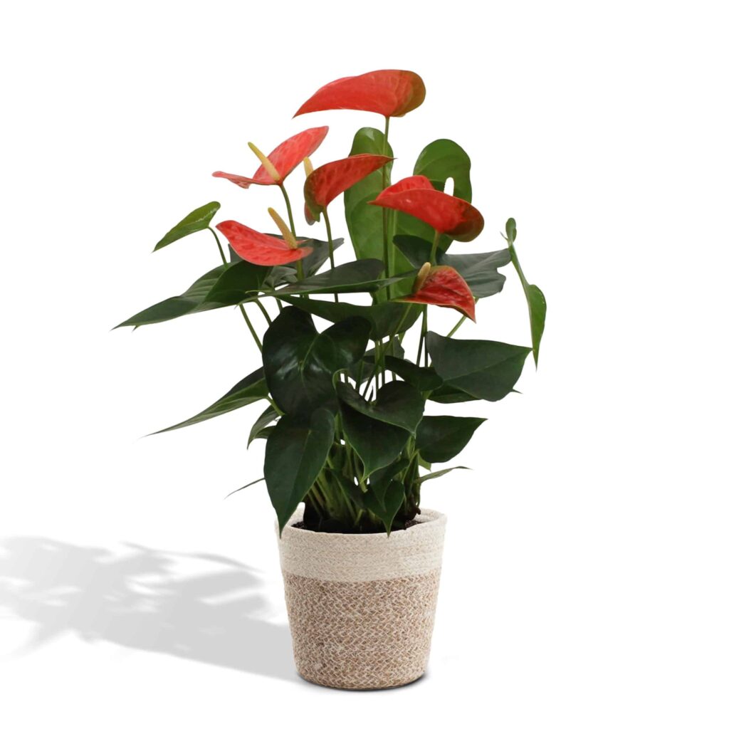 anthurium rood