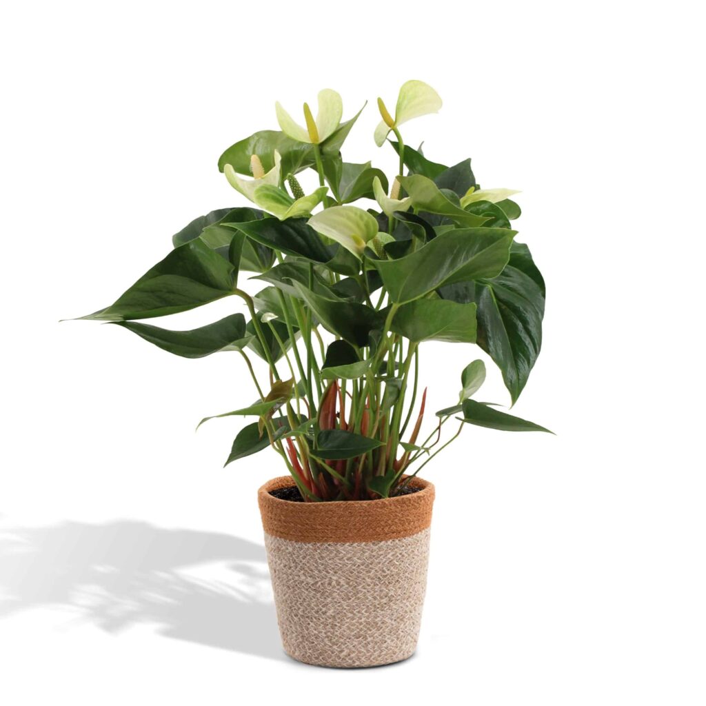 anthurium wit