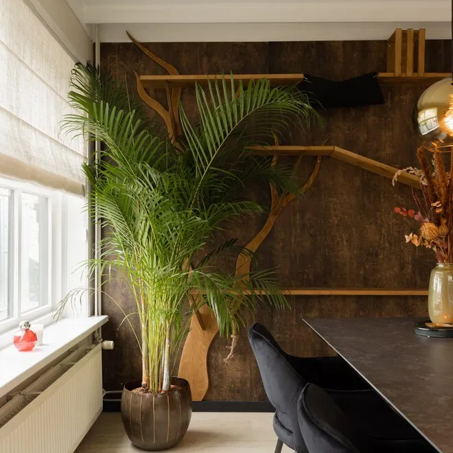 Happy Plants Areca Palm Goudpalm/Dypsis Lutescens - Kamerplanten Groot Luchtzuiverende Planten Incl Bloempot Vers Van De Kwekerij Zonder Pot 100 Cm