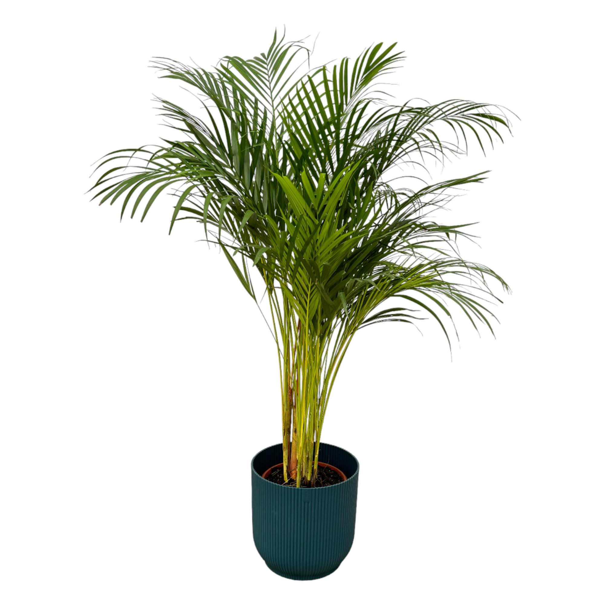 Areca goudpalm kamerplant 130 cm in blauwe pot