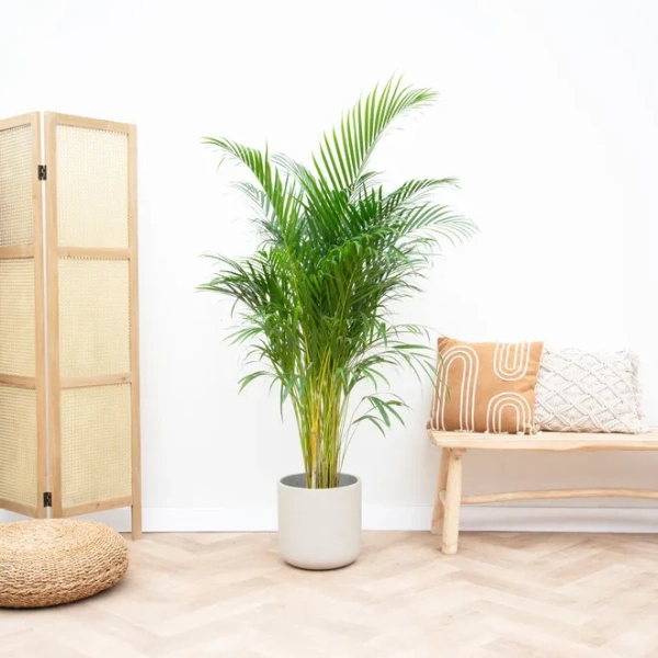areca goudpalm