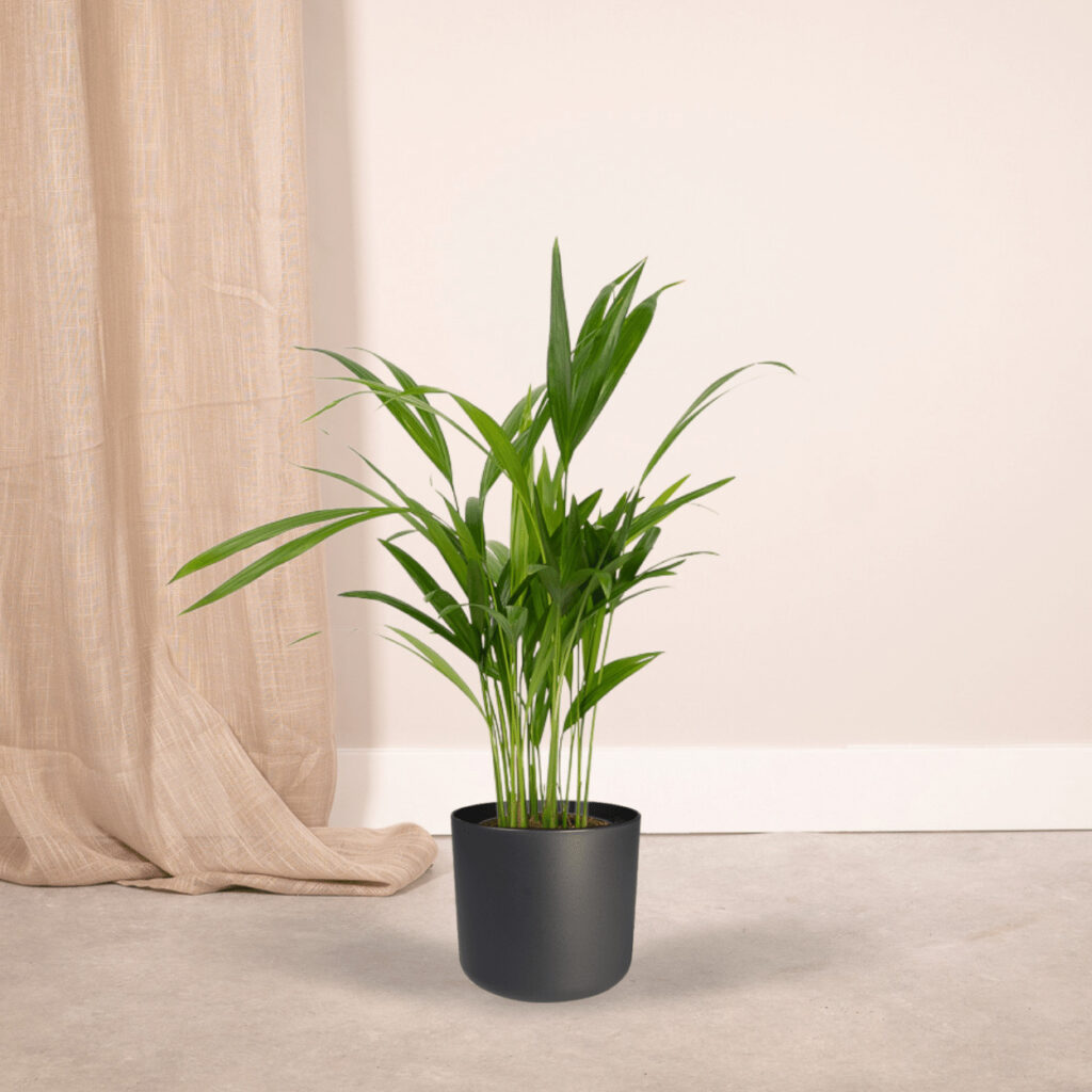 areca mini