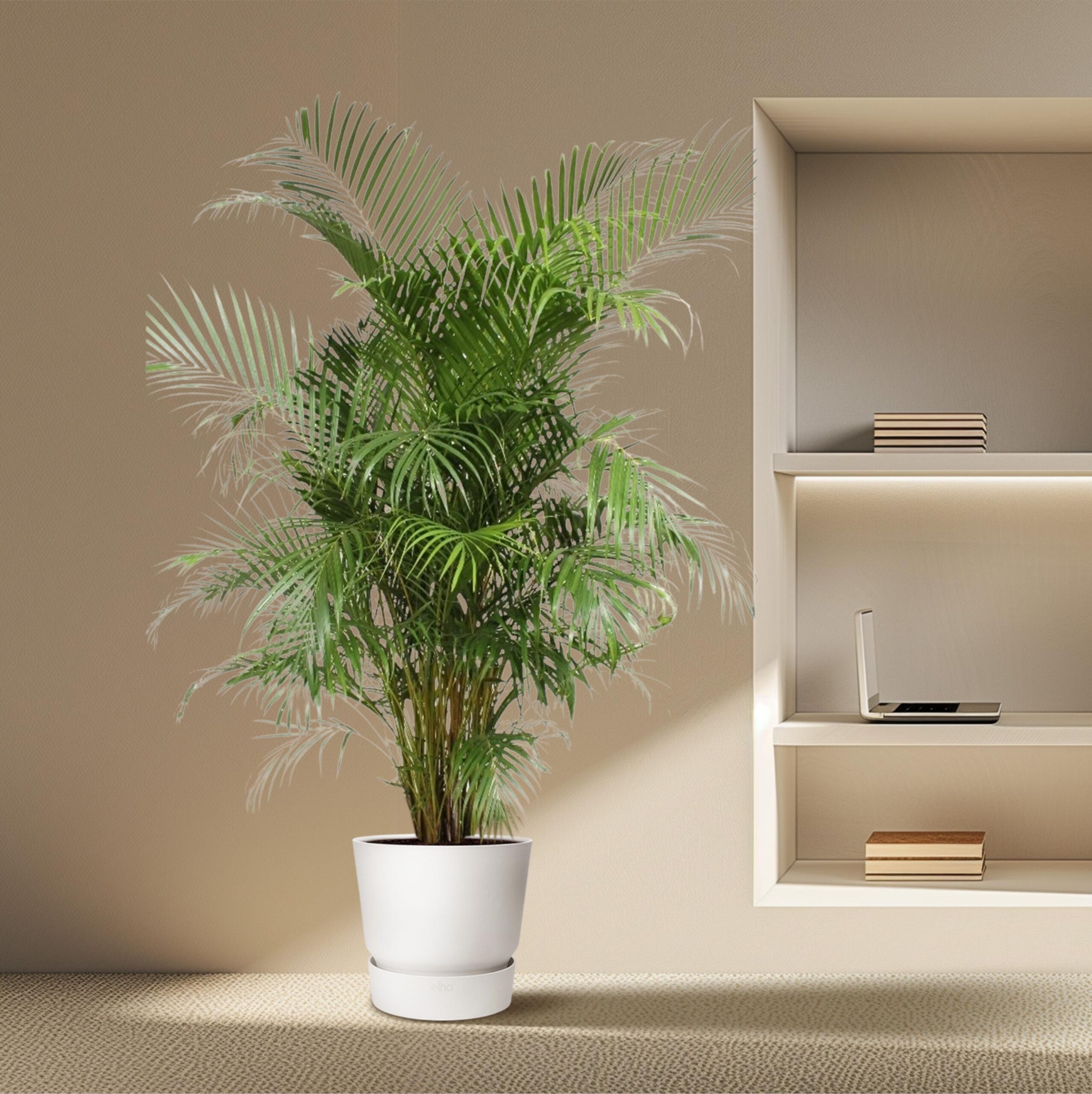 areca palm 240 cm dypsis lutescens