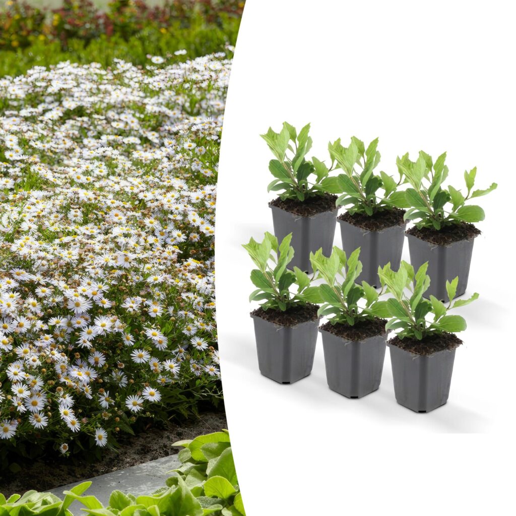 Herfstbloeiers. De mooiste planten met bloemen in het najaar 5 aster herfstbloem