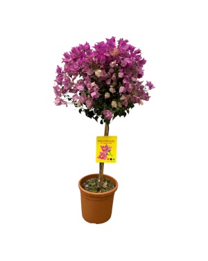 bougainvillea op stam 110cm