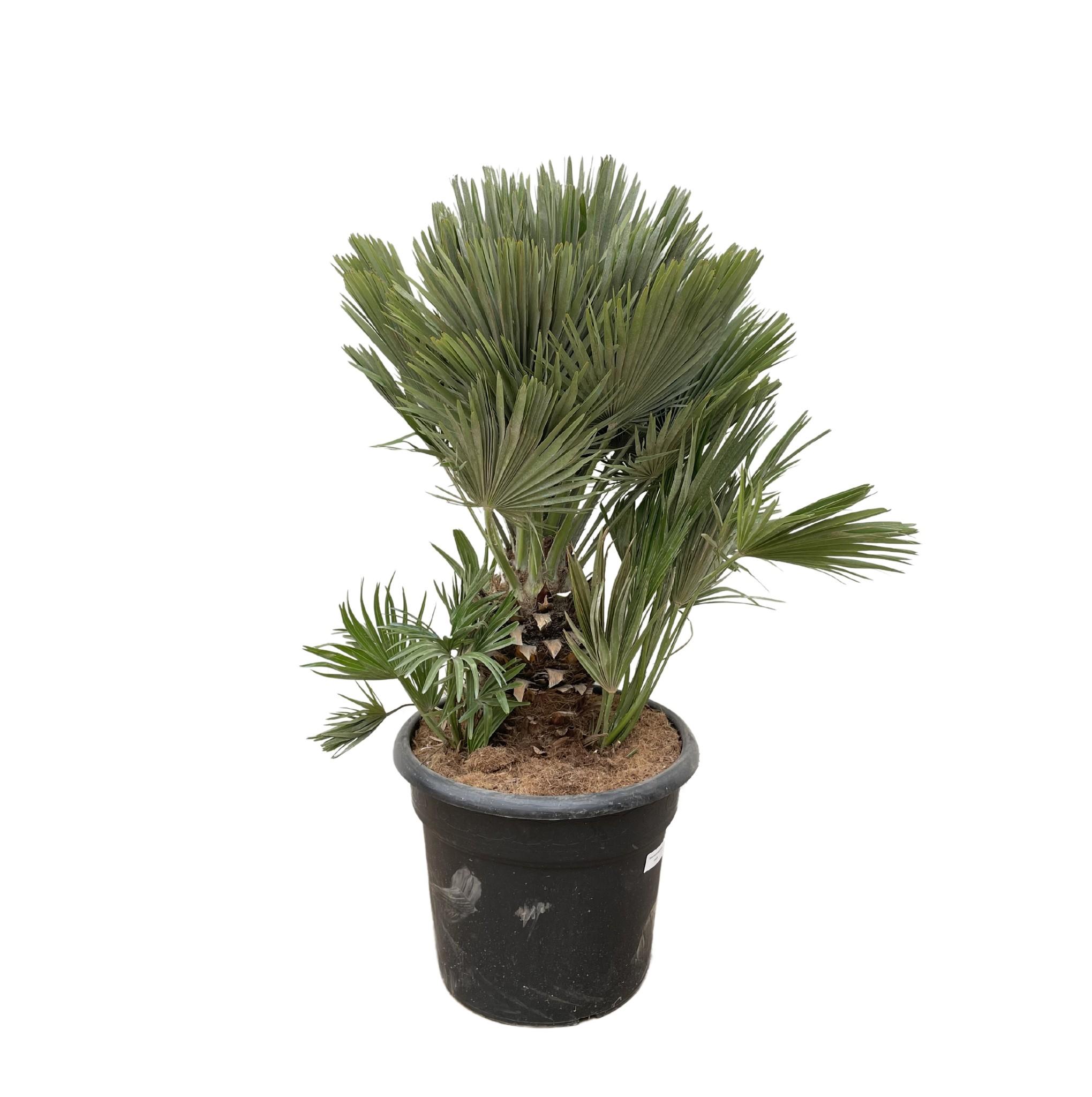 Chamaerops Humilis compact L