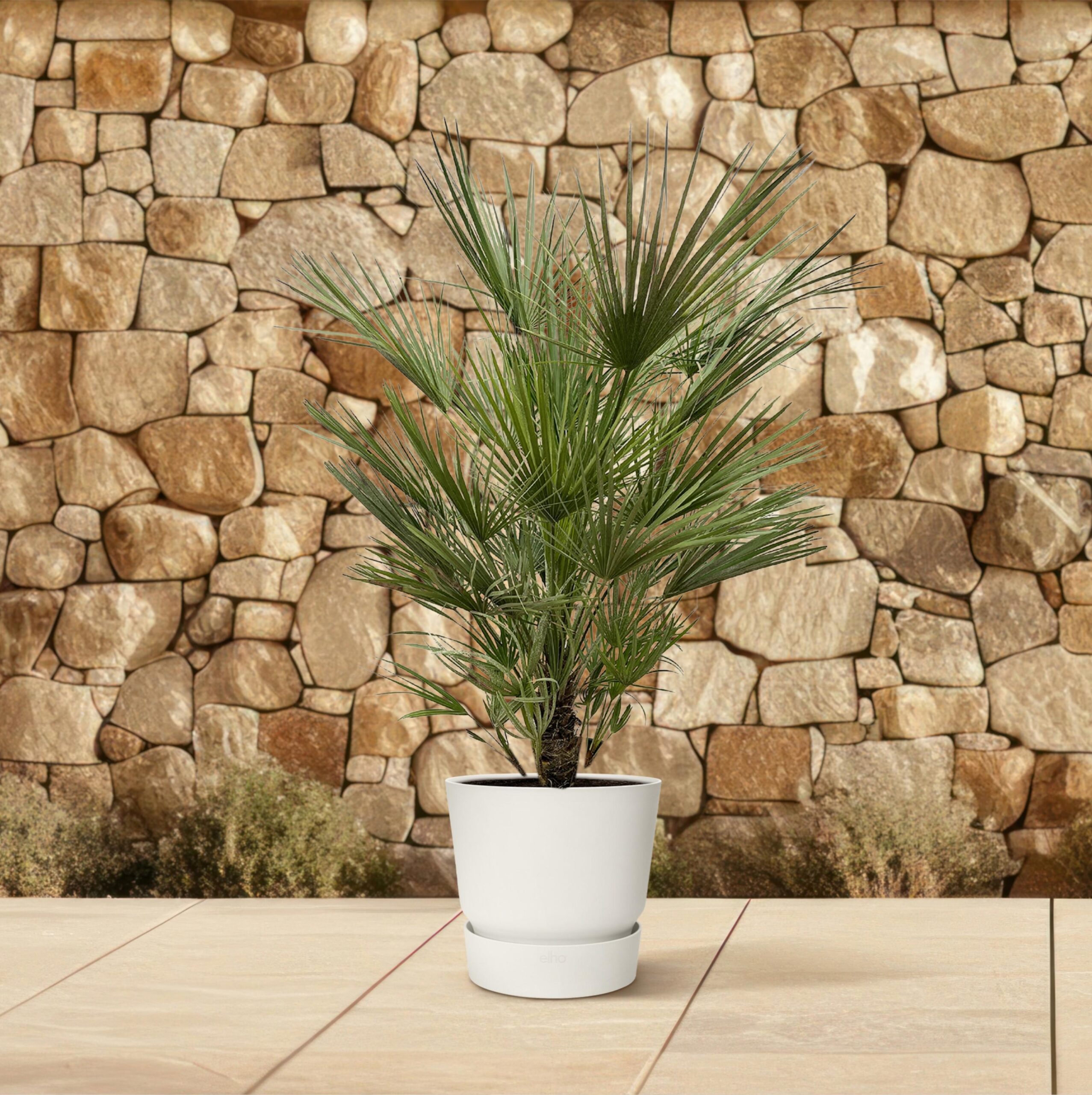 chamaerops humilis struik 150 cm