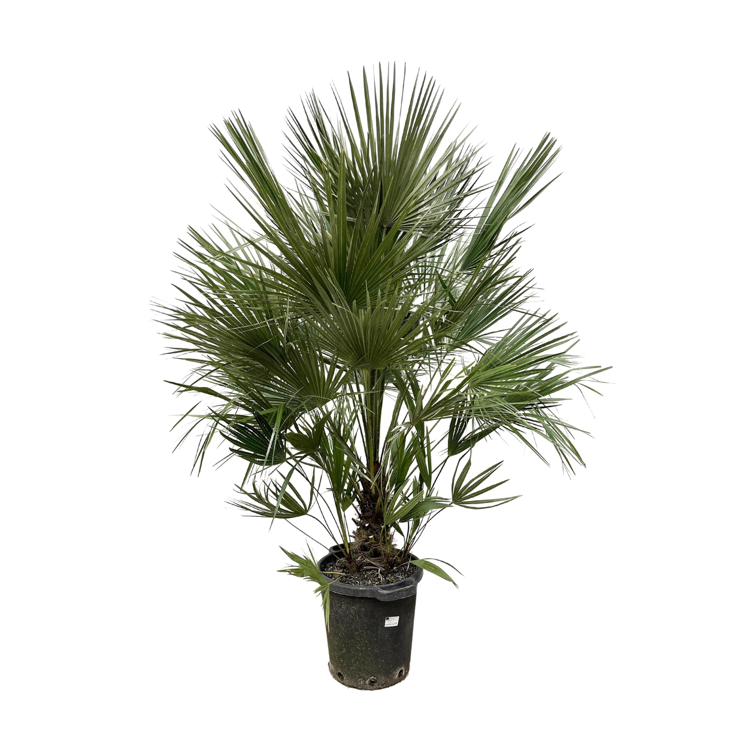chamaerops humilis struik 200 cm