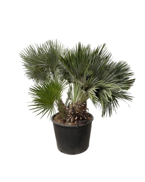 chamaerops humulis 120 cm