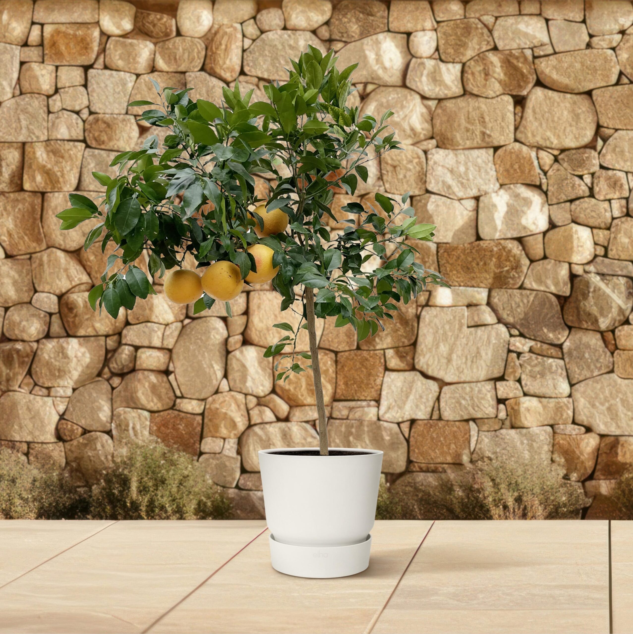 citrus pompelmo citroenboom