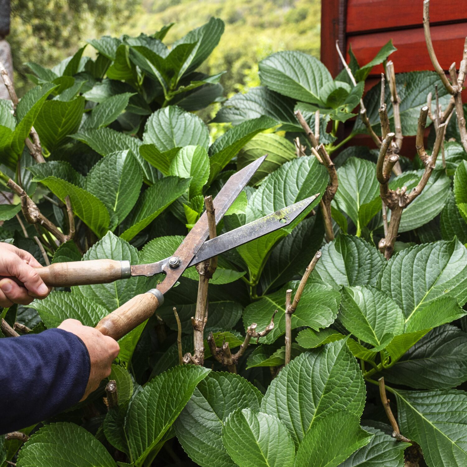 Snoeien: wanneer en hoe snoei je planten voor gezonde groei en bloei? 9 planten die worden gesnoeid met een snoeischaar