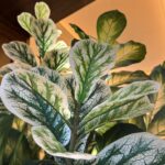 close up van een fycus lyrata kamerplant