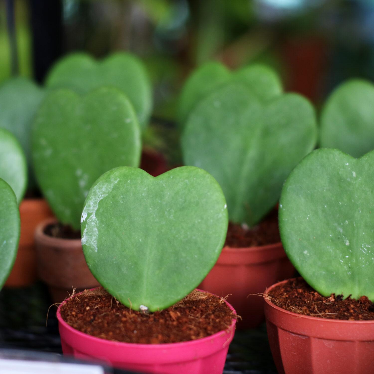 Groene liefde: planten als blijvend Valentijnscadeau 8 plantjes met hartvorm